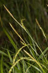 European woodland sedge